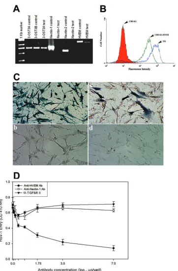 FIG. 3. HVEM is the major mediator of entry into TM cells. (A) mRNAs speciﬁc to HVEM and 3-Odetected in TM cells