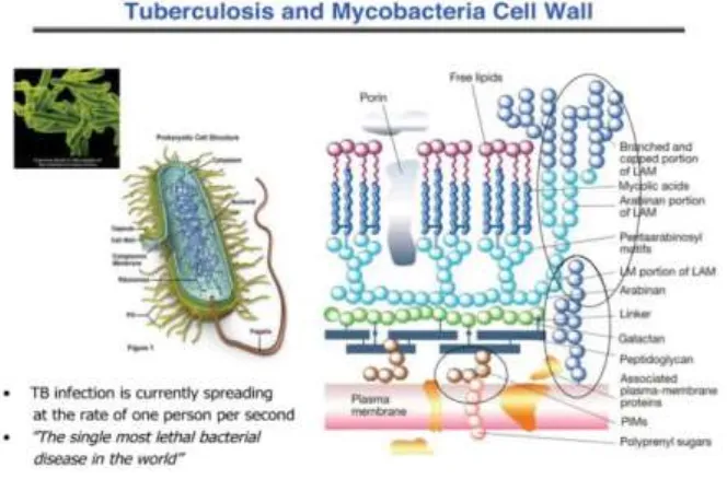 Figure 2 : Mycobacterial cell wall 