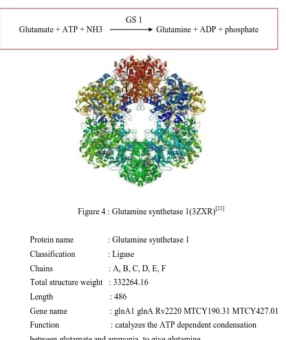 Figure 4 : Glutamine synthetase 1(3ZXR)[21] 