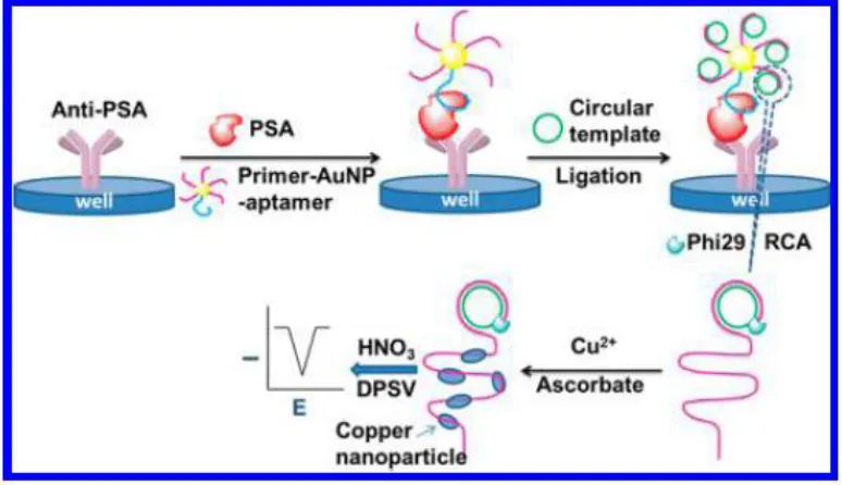 Figure 5.  Schematic representation of cascade signal amplification for the detection of a prostate cancer biomarker