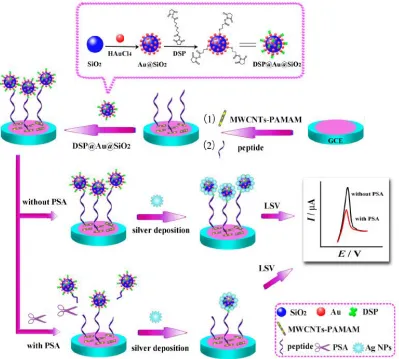 Figure 6.  Schematic diagram of the electrochemical-peptide biosensor for detection of PSA
