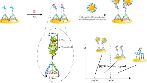 Figure 4.  We use the DNA nanostructure (here, a tetrahedron, each edge of the tetrahedron contains 17 base pairs, which is ~5.78 nm and comparable to the size of the PSA antibody (~4.89 nm)) as the scaffold to increase the nanospacing, which can effective