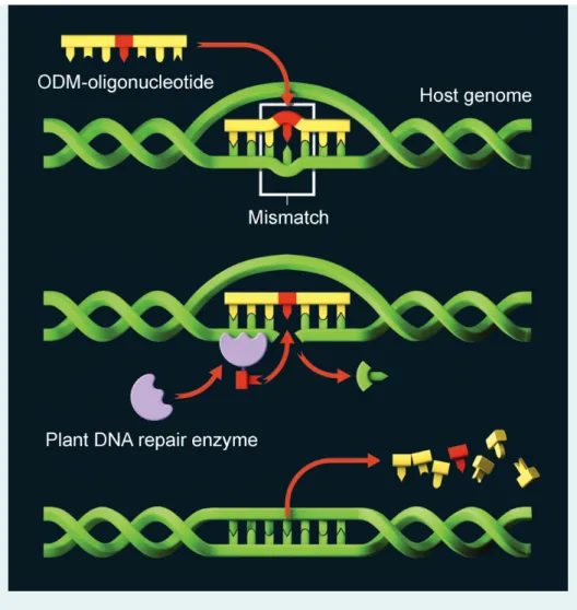 Figure 2:  Schematic diagram of ODM (adaped from http://cibus.com/ ) 
