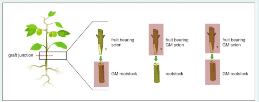 Figure 5:  Schematic diagram of three different types of transgrafts resulting from the  combination of grafting with recombinant transformation techniques  (adapted from H AROLDSEN  et al