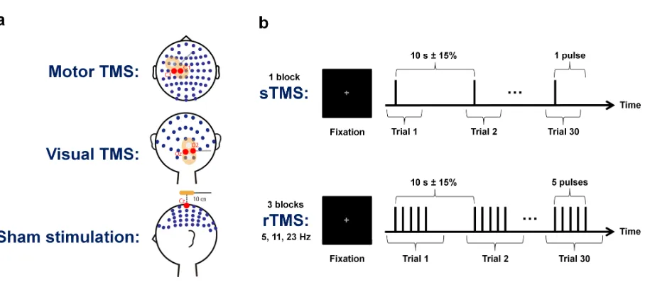 Figure 1: Experimental design. (a) The EEG electrode layout used in the present study is 