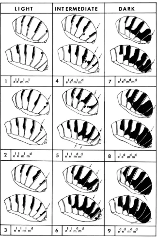 FIGURE t DA for each typr. Thr three point of the possible combinations of the major genes, .-The ninr pattrms of pigmentation of Drosophila polymorphu tergites