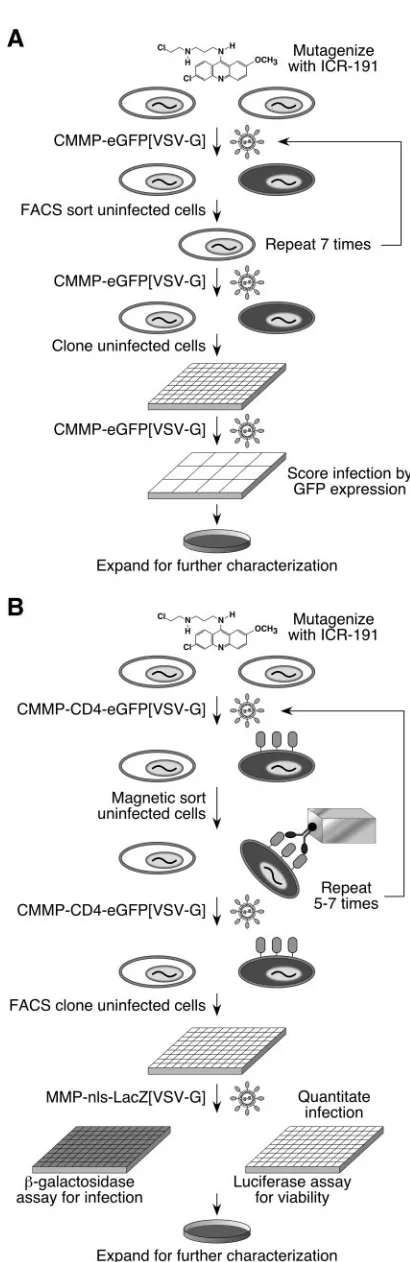FIG. 1. Two approaches used to isolate mutagenized CHO-K1 celllines resistant to retroviral infection