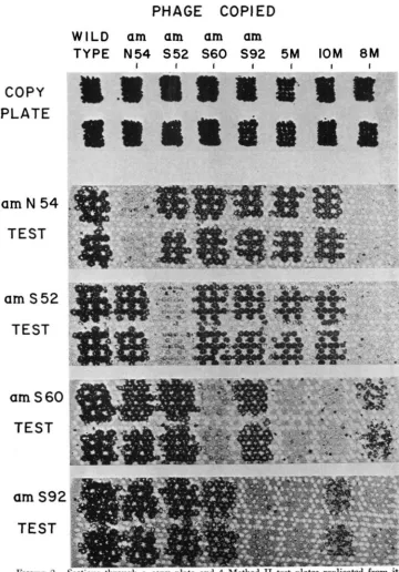 FIGURE 2.-Sections amN58, amN54, r67, amN85, amS92, amS29, amSiO5, cates phage carrying the 1.2 amS92 10M through n copy plate and 4 Method I1 t e s t  plates replicated from i t  x