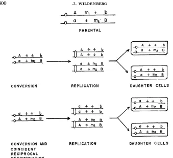 FIGURE 2.-Four or conversion and coincident reciprocal recombination (bottom) occur at the two-strand stage