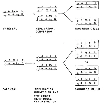 FIGURE 3.-Four distribution as the one shown in the top part events that are initiated or conversion and reciprocal recombination (bottom) occur at the four-strand stage