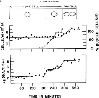 FIGURE 1.-Cell number is according to centage of budded cells were measured cells per ml were inoculated in samples removed at the indicated times (Curve C)