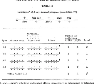 TABLE 3 Genotypes' of X-ray derived pedigrees from Class I I I t  + 
