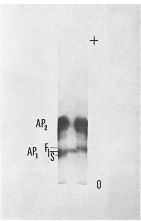 FIGURE 1.-Zymogram of maize. Left-AP,S/AP,S of the three acid phosphatase isozymes extracted from mature pollen (N-6) ; middle-AP,'/AP,' (R-105) ; right-AP,F/AP,F (CI31A)