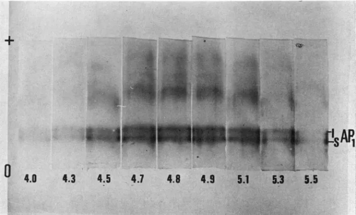 FIGURE 4.-Effect inbred line CI31A run. Staining mixture of pH on the stability of the acid phosphatase isozymes of maize in a of extracts from the scutellum of the inbred line N-6 (AP,s/AP,S) and pollen of the (AP,F/AP,F)