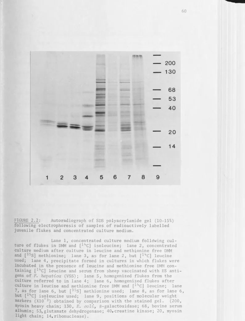 FIGURE 2 . 2: following electrophoresis 