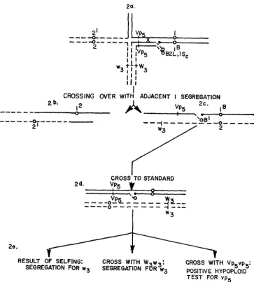 FIGURE 2.-Steps expected in crosses to tester genes. (2a) The new “hybrid” by adjacent crossover responsible for reversion