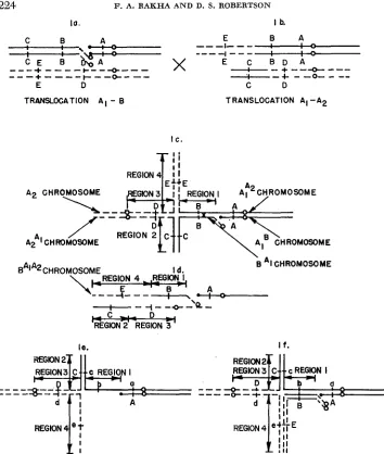 FIGURE 1.-Diagram hyperploid condition that results when tive nucleus of a pollen grain carrying the new translocation will result in one sperm deficient translocation parent followed by adjacent the configuration shown in Id