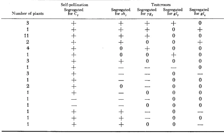 TABLE 3 Results obtained from self-pollinating and testcrossing TB 4L, 9S,,,, with sh,, yg,, gI3 and g1,* 