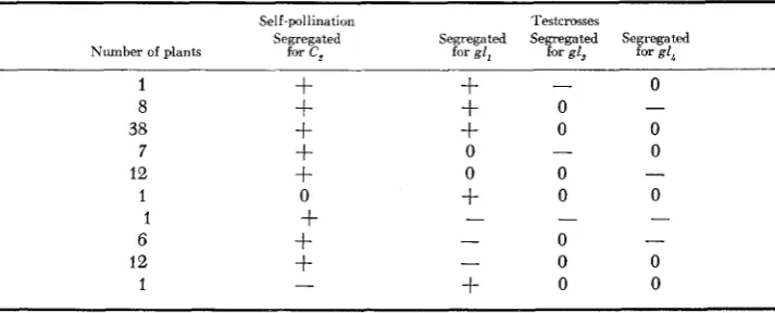 TABLE 6 Results obtained from self-pollinating TB +L, 7L4698 and testcrossing with gl,, g13 and gl,* 