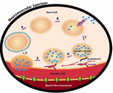 Figure 1.4 Synaptic vesicle recycling and exocytosis involving the SNARE system. A.  Clathrin protein forming a cage recycles the synaptic vesicle and translocates it deeper into the nerve cell where the Clathrin gets dissociated