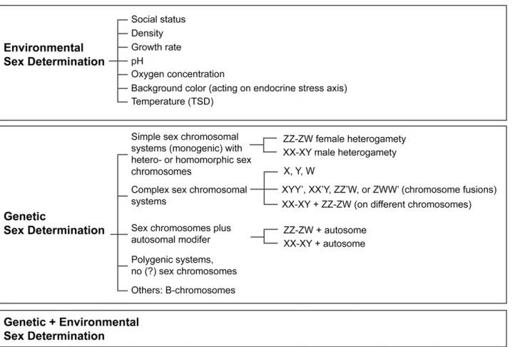 Figure 2 Sex-determining mechanismshave been broadly classimental and genetic sex determination.For both classes, the currently describedin ﬁsh