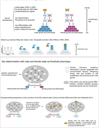 Figure 3 Two views on the sex-tablishment of one gonad typeandphenotype. In this scenario, thepresence of the initial trigger(here exemplimaster determiner) activates onecascade,leads to the other sex