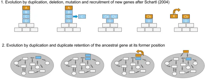 Figure 4 Models for the emergence of new genetic master sex determiners. Three mechanisms mainly inﬂuencing the evolution of master SD genes areshown