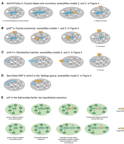 Figure 5 Possible scenarios for the evolution oforange indicates acquisition of master-determining function via mutation (coding or regulatory)