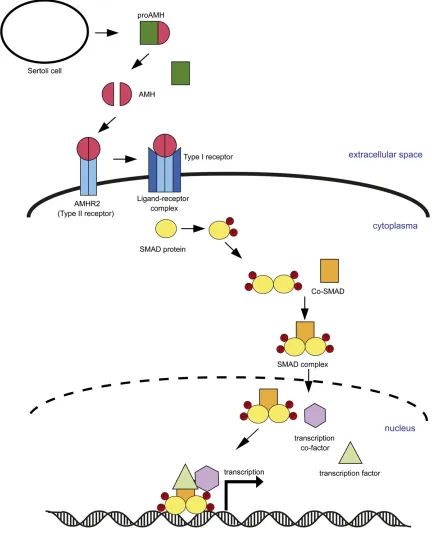 Figure 6 AMH/AMHR2-signaling pathway. Sertoli cells secrete a precursor form of AMH. After cleavage, an AMH dimer binds to AMHR2, whichactivates a type I receptor (currently not characterized; mechanism derived from comparisons with other receptors of the 