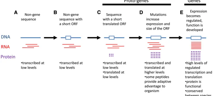 Figure 1 Proposed progression of events inde novo gene birth. DNA in blue, RNA inred, protein in purple, open reading frame(ORF) as a blue rectangle
