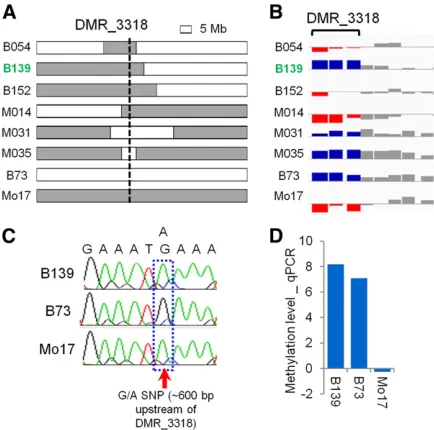 Figure 4 Validation of instability at DMR_3318. (A) Genotypes of eightrepresentative lines