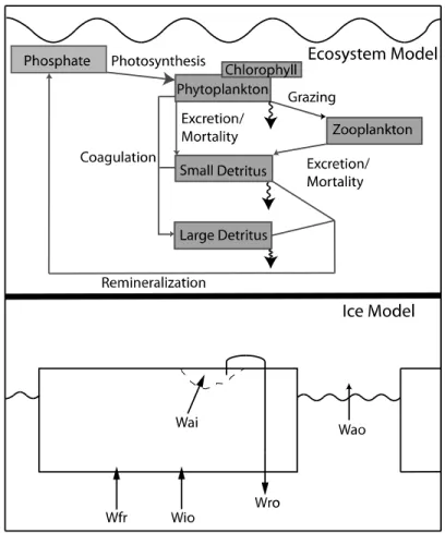 Figure 2. Ecosystem and ice module schematics. Ecosystem: State variables are shown as shaded  boxes