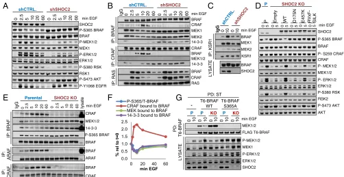 Fig. 2.SHOC2 is required for EGF-induced S365/S259 dephosphorylation, RAF dimerization, BRAF-MEK dissociation, and efficient ERK pathway activation