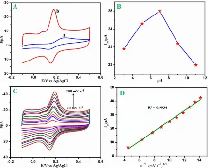 Figure 2.  (A) CV of bare SPCE (a) and f-MWCNT/SPCE (b) in the presence of 500 µM CT in 0.05 M PB solution (pH 7.0) at a scan rate 50 mVs−1