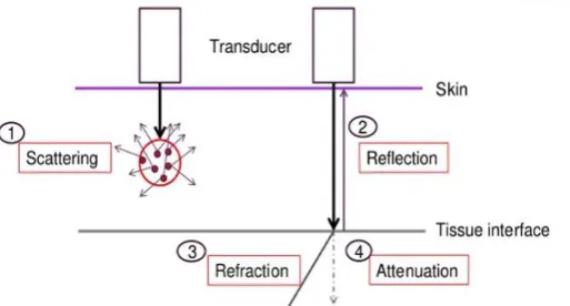 Figure 2.- Ultrasound Tissue Interaction. 