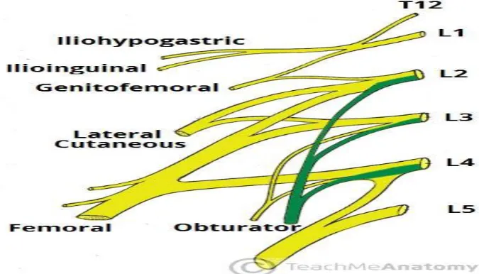 Figure-6. Lumbar plexus formation. 