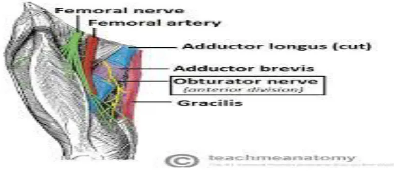 Figure 10.-Obturator nerve course. 