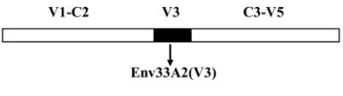 FIG. 1. Comparison of the V3 loop sequence of Env33A2 andEnv33A2(V3). Chimeric Env was constructed by replacing the V3 loop