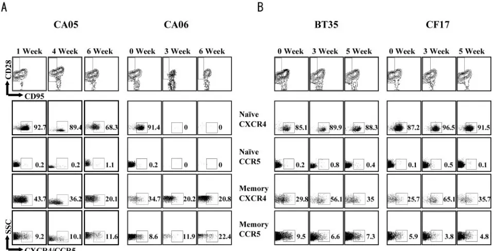 FIG. 7. CXCR4- and CCR5-positive cells are selectively depleted by X4-SHIVby gating through lymphocytes and then gating through CD4SF33A2 and R5-SHIVSF33A2(V3), respectively