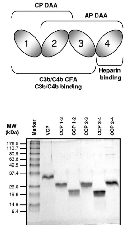 TABLE 1. Molecular mass and sequence analyses of VCP mutants
