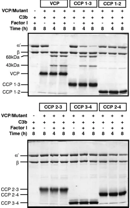 FIG. 3. Analysis of factor I cofactor activity of VCP deletion mu-tants for C4b. Cofactor activity of the deletion mutants was compared