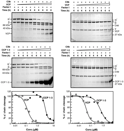 FIG. 4. Comparison of factor I cofactor activity of VCP and the CCP 1-3 mutant for C3b and C4b