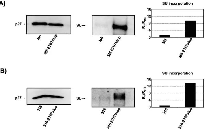 FIG. 1. Effect of mutation E767stop in Env on incorporation into virions in two different viruses: SIV239-M5 (A) and SIV316 (B)