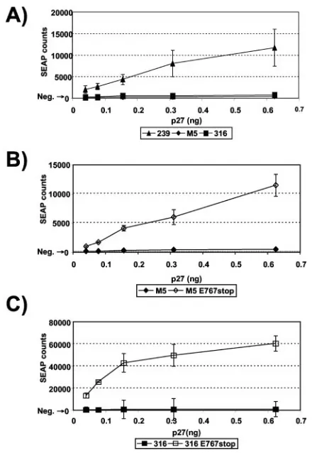 FIG. 2. Comparative infectivity of SIV239, SIV239-M5, SIV316,and the truncating mutants SIV239-M5 E767stop and SIV316