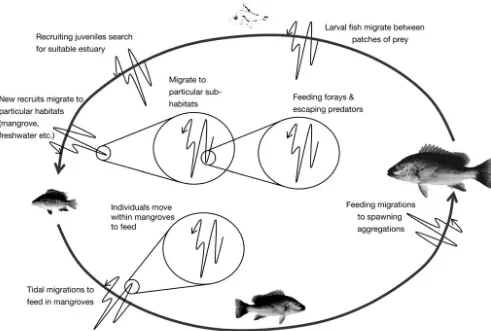 Fig. 1. Lutjanus argentimaculatus. Life-history migration of the mangrove jack, illustrating the hierarchy of migrations at a variety of scales that connect a variety of habitats in complex ways to produce a ‘connectivity-fractal’