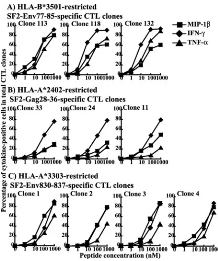FIG. 2. Intracellular expression of cytokines in SF2-Env77-85-spe-ciﬁc, SF2-Gag28-36-speciﬁc, and SF2-Env830-837-speciﬁc CTL clones