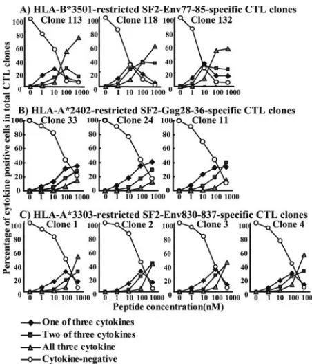 FIG. 4. Kinetics of multiple cytokine expression in the HIV-1-spe-ciﬁc CTL clones corresponding to epitope peptide stimulation
