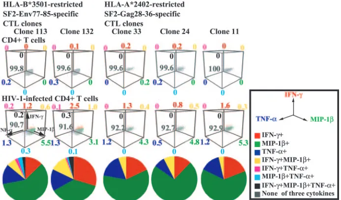 FIG. 5. Coexpression of all three cytokines in HIV-1-speciﬁc CTL clones responding to HIV-1-infected CD4�cells infected with the Nefproduction of two SF2-Env77-85-speciﬁc CTL clones and three Gag28-36-speciﬁc CTL clones was measured 6 h after stimulation w