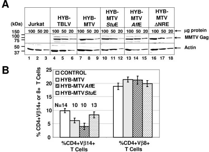 FIG. 2. Protein expression and Sag-mediated deletion induced by wild-type MMTV and mutant viruses