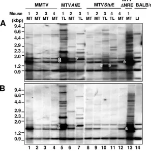 FIG. 3. Kaplan-Meier plots of incidence of mammary tumors and thymic lymphomas induced by wild-type and mutant MMTV proviruses.Female mice were caged to maintain continuous breeding and lactation